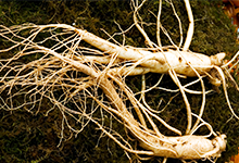 통합의학(integrative medicine)에 대해 설명하는 그림